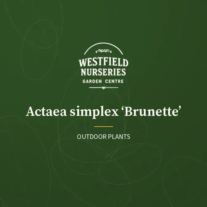 Actaea simplex 'Brunette': Westfield Nurseries
