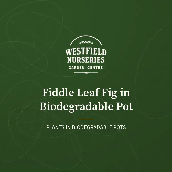 Fiddle leaf fig in biodegradable pot: Westfield Nurseries