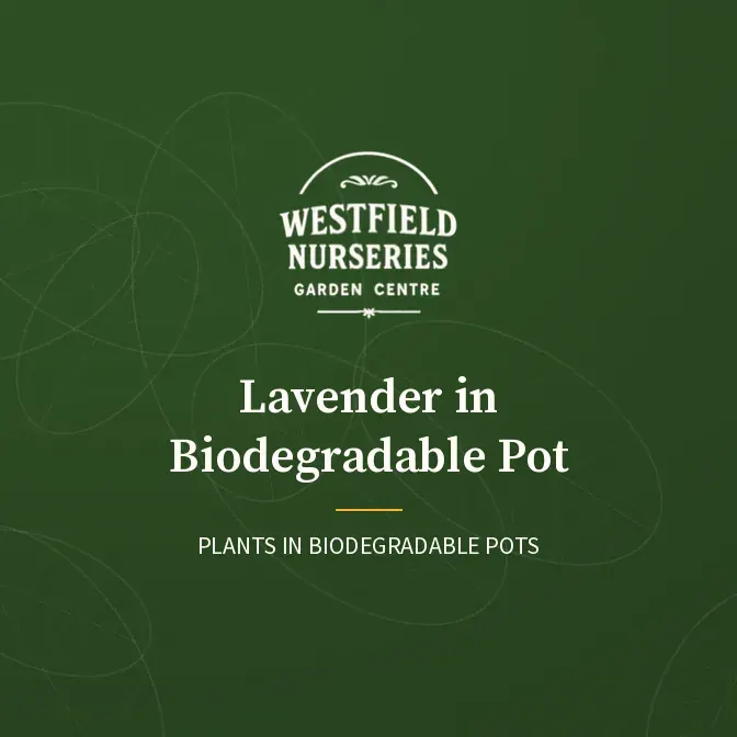 Lavender in biodegradable pot: Westfield Nurseries