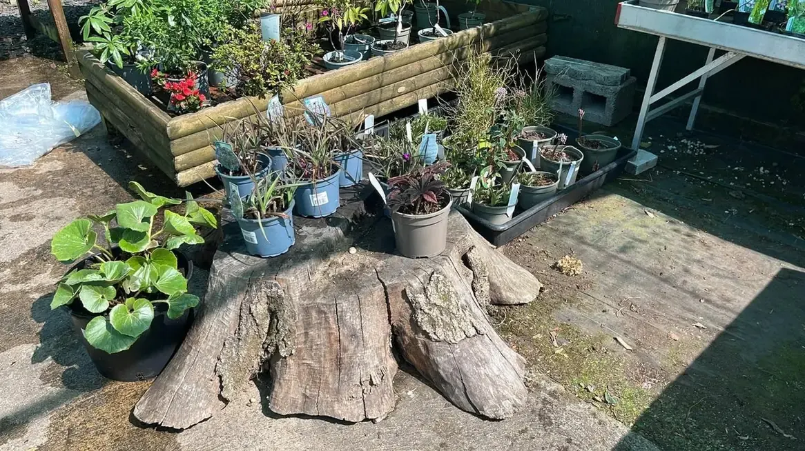 Plant benches with driftwood displays at Westfield Nurseries nursery, Whittlesey