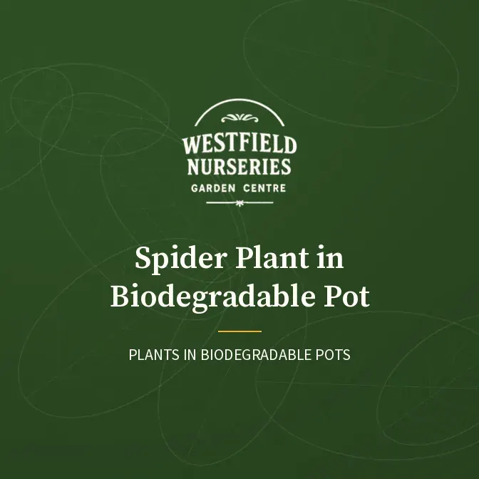 Spider plant in biodegradable pot: Westfield Nurseries